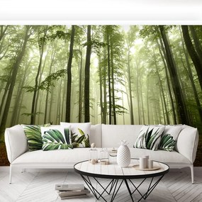 Fototapet Misty Forest