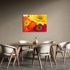 Tablou - Flori Gerbery (70x50 cm)