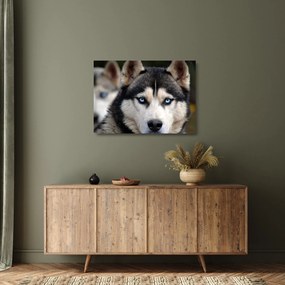 Tablou pe sticlă cu câinele husky (70x50 cm)