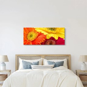 Tablou - Flori Gerbery (120x50 cm)