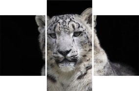 Tablou - Snow Leopard (90x60 cm)