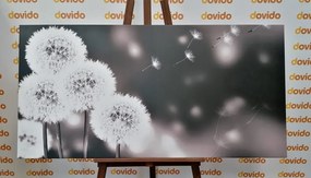 Tablou păpădie pufoasă în design alb-negru