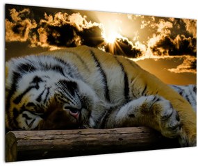 Tablou tigrul dormind (90x60 cm)