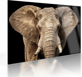 Tablou pe sticlă - Elefant african (70x50 cm)