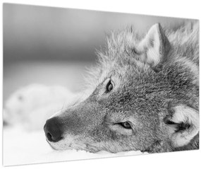 Tablou - Lup,alb-negru (90x60 cm)