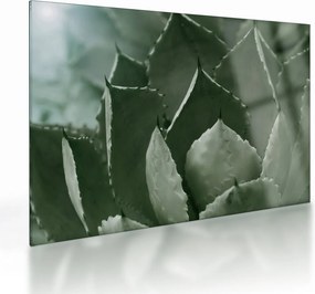 Tablou pe sticlă - Agave verde (70x50 cm)
