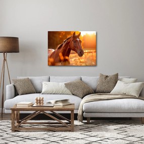 Tablou - Cal în apus de soare (70x50 cm)