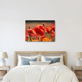 Tablou pe sticlă cu flori de maci (70x50 cm)