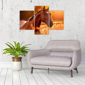 Tablou - Cal în apus de soare (90x60 cm)