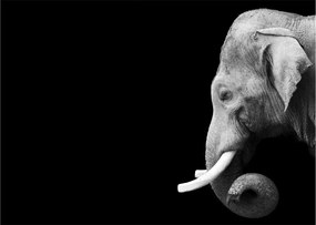 Tablou pe sticlă - Elefant (70x50 cm)