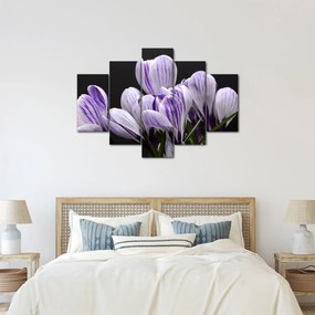 Tablou - Crocus violet (150x105 cm)