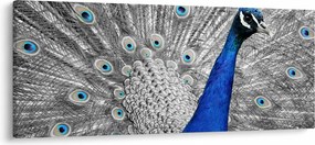 Tablou - păun albastru (120x50 cm)