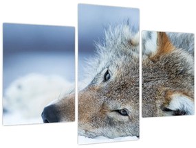 Tablou - Lup (90x60 cm)