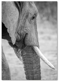 Tablou pe pe sticlă elefant
