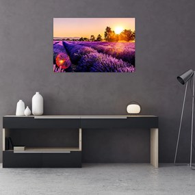 Tablou cu câmp de lavandă, Provincie (90x60 cm)