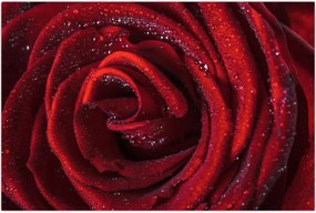 Tablou - Trandafir roșu cu picături de rouă (90x60 cm)