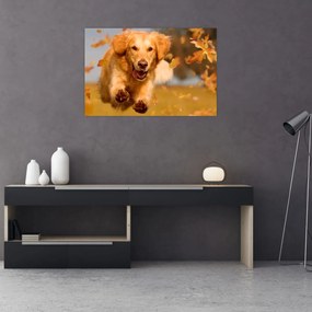 Tablou - Golden Retriever (90x60 cm)
