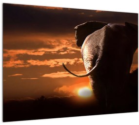 Tablou cu elefant (70x50 cm)