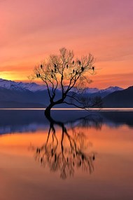 Fotografie Lone Tree is not Lonely, Mei Xu