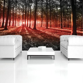 Fototapet - Pădure (152,5x104 cm)