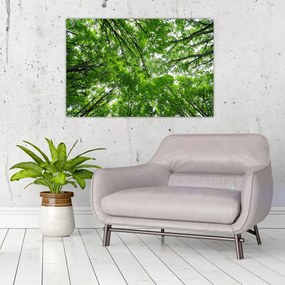 Tablou - privire în coroanele pomilor (90x60 cm)