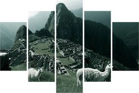 Tablou - Lamas la Machu Picchu în Peru (150x105 cm)