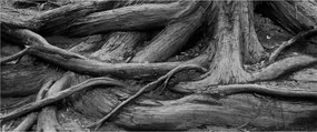 Tablou - Rădăcinile copacului (120x50 cm)