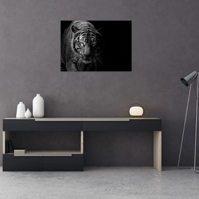 Tablou pe sticlă - Tigru sălbatic (70x50 cm)