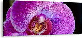 Tablou detailat cu floare de orhidee (120x50 cm)