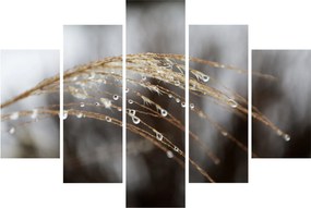 Tablou - Picături pe plantă (150x105 cm)