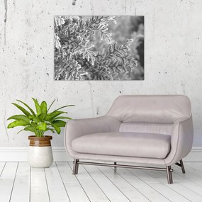 Tablou pe sticlă - Pădure de molid (70x50 cm)