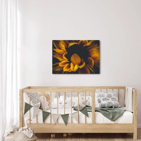 Tablou - Floarea-soarelui în fundal negru (70x50 cm)