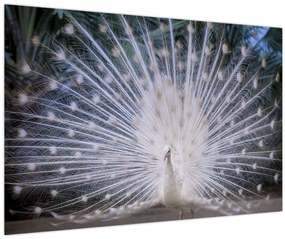 Tablou - Păun alb (90x60 cm)