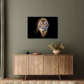 Tablou - Tiger (70x50 cm)