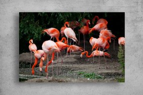 Tablouri Canvas Animale - Flamingo roz