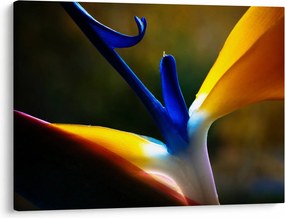 Tablou - Floare exotică (70x50 cm)