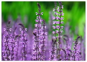 Tablou pe sticlă cu flori de luncă violete (70x50 cm)