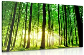 Tablou pădure verde rumedă