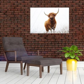 Tablou - Vacă scoțiană (90x60 cm)