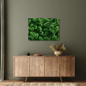Tablou pe sticlă - Ramuri de conifere (70x50 cm)