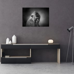 Tablou - Maimuță (70x50 cm)