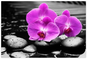 Tablou - Orhidee violet (90x60 cm)
