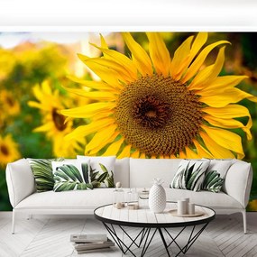 Fototapet Floarea soarelui galben