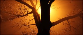 Tablou cu copac în apus de soare (120x50 cm)