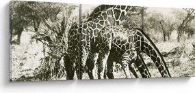 Tablou - Girafe, de epocă (cu ceas) (90x30 cm)