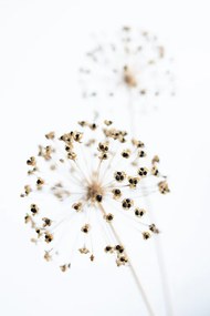 Fotografie Dried Flower_2_natural, Studio Collection