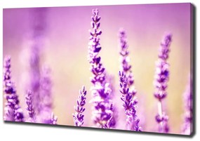 Print pe canvas Lavandă