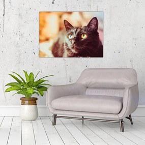 Tablou pe sticlă pisica neagră (70x50 cm)