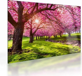 Tablou pe sticlă - Cireși înfloriți, Hurd Park, Dover, New Jersey (70x50 cm)