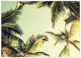 Tablou pe sticlă - Palmieri de cocos (70x50 cm)